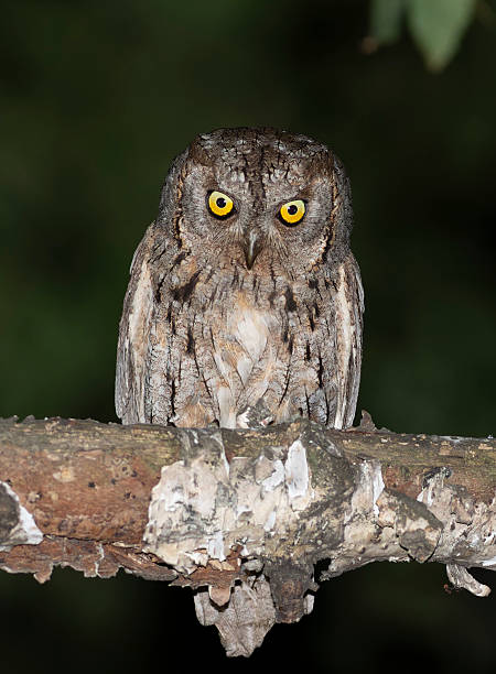 istock Eurasian scops owl, Otus scops. A bird sits on a branch, beautiful flat background 2233632451