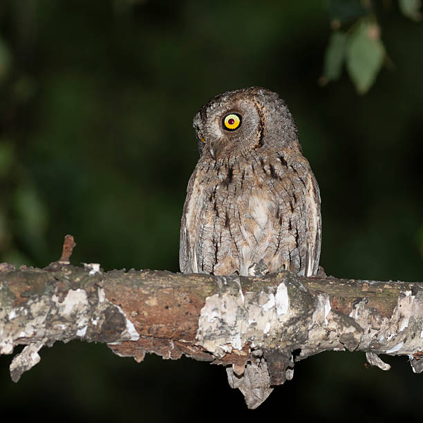 istock Eurasian scops owl, Otus scops. A bird sits on a branch, beautiful flat background 2233632452