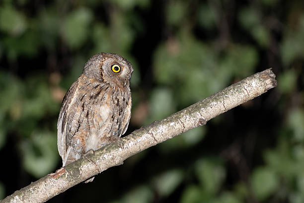 istock Eurasian scops owl, Otus scops. A bird sits on a broken branch against a blurred background 2233632461