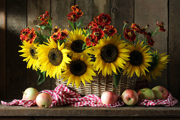 Still life with sunflowers and red helenium flowers in a basket and apples on a checkered napkin on a rustic wooden background