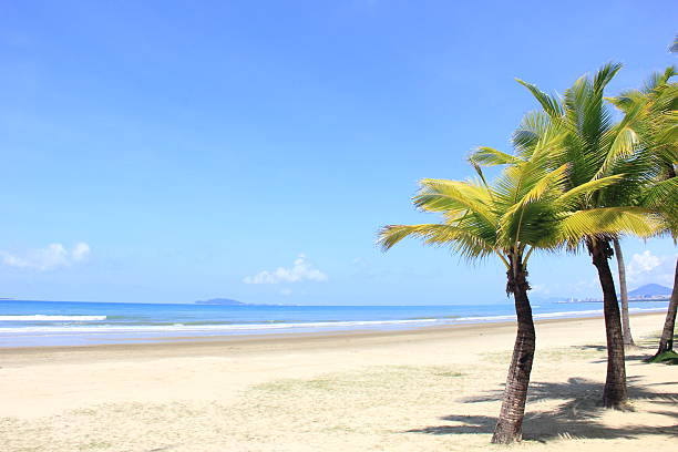 istock Coconut palm trees in tropical beach 2233635879