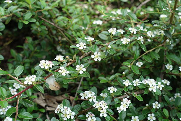 istock Twig of blossoming rockspray cotoneaster in May 2233636030