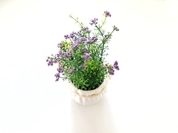 Lobelia flowers in a large round stone outdoor planter. White, purple, magenta Lobelias, street decor.