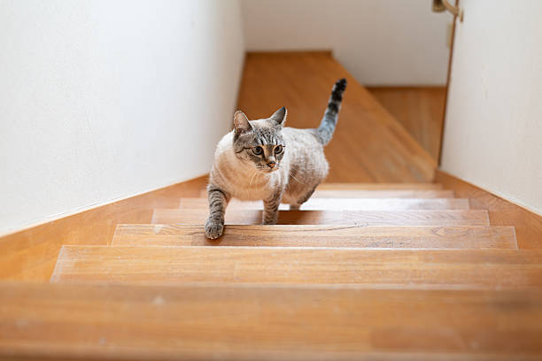 istock Cute cat climbing the stairs: Siamese tabby cat 2233636887