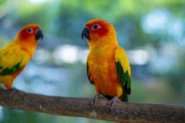 istock Sun conure parrots with bright yellow, green and orange feathers perches on a branch. 2233638286