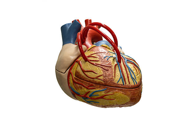 istock Human anatomy heart plastic model isolated on white background. 2233641103