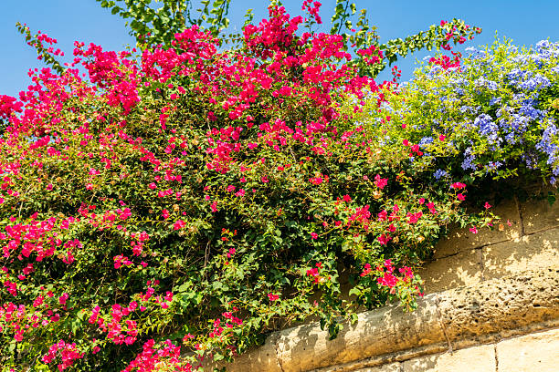 Wall with blue blooming morning glory flower (Convolvulaceae) at Porto
