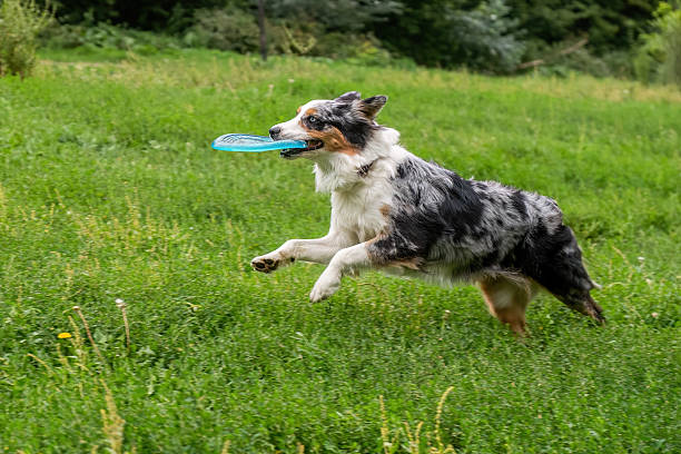 istock Energetic Australian Shepherd Chasing a Flying Frisbee in a Park 2233642634