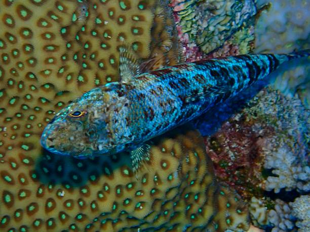 The variegated lizardfish (Synodus variegatus), also known as the reef lizardfish or sand lizardfish, lies motionless on coral substrate in the Great Barrier Reef, Australia. This ambush predator is commonly seen resting on rubble and coral outcrops, blending with its surroundings while awaiting small fish or invertebrate prey.