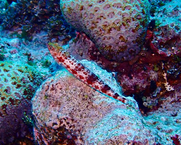 The variegated lizardfish (Synodus variegatus), also known as the reef lizardfish or sand lizardfish, lies motionless on coral substrate in the Great Barrier Reef, Australia. This ambush predator is commonly seen resting on rubble and coral outcrops, blending with its surroundings while awaiting small fish or invertebrate prey.