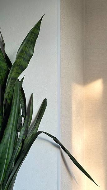istock A vertical indoor plant, Sansevieria, near a light-colored wall in an interior with soft sunlight 2233645085