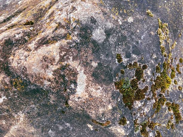 Moss and Lichen Growing on an Old Rock Surface