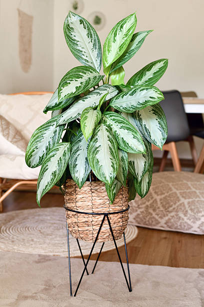 istock Tropical 'Aglaonema Silver Bay' houseplant with silver pattern 2233646490