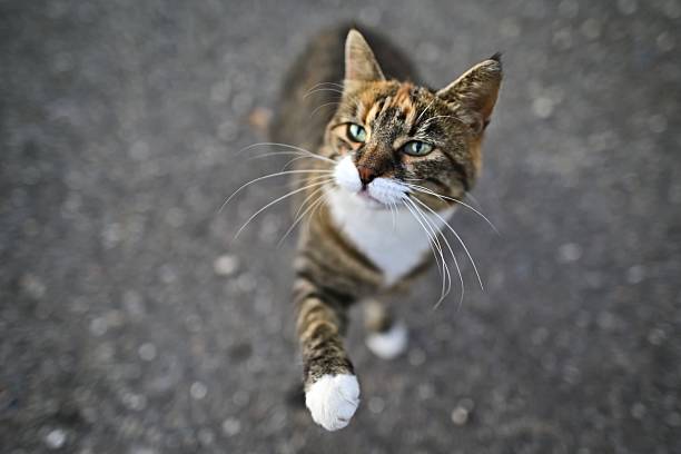 Street Cats in Public Park