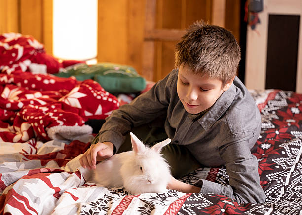 istock Boy lying on red plaid blanket, gently playing with white rabbit. Christmas decorations around. 2233648090