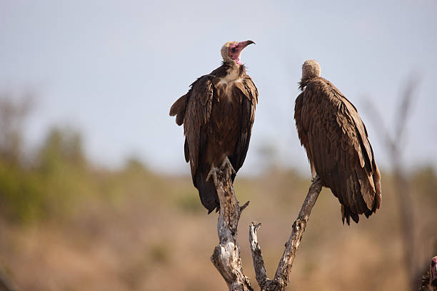 Two large Hooded vultures sitting in a tree waiting for a carcass to scavenge on in the African bush