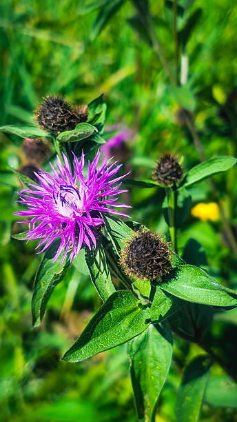 istock Meadow cornflower bloom – violet wildflower in summer 2233649723