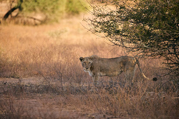 istock Lioness in the grasslands 2233650364