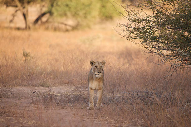 Asian Lion. There are only several hundred Asiatic lions in the wild, only living in the Gir Forest in an area smaller than Greater London. Until the 19th century, it occurred from east of the Indus River in Pakistan to the Bengal region and the Narmada River in Central India and throughout parts of the middle east.Gir National Park and Wildlife Sanctuary, with its administrative centre, Sasan Gir, is a forest, national park and wildlife sanctuary near Talala. Besides Africa, Gir National Park is the only place in the world where lions roam free in the wild. Gir is a home to 40 species of mammals and over 400 species of birds. Gujarat, the north western state of India,  encompasses part of site of the Indus Valley civilisation, the oldest known to mankind and is also home to some of the most historic sites and religious locations in India. The Rann of Kutch is famous for its arid desert like landscapes as well as wildlife such as the Wild Ass, together with Gir Forest, home to the only Asiatic Lions in the continent.