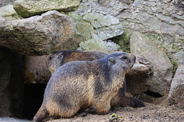Alpine marmot (Marmota marmot)