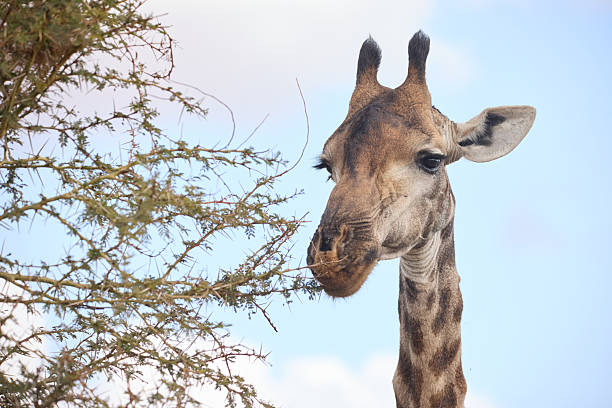 A close up shot of a giraffe head using it’s tongue to eat the leaves off a thorn bush in the savannah
