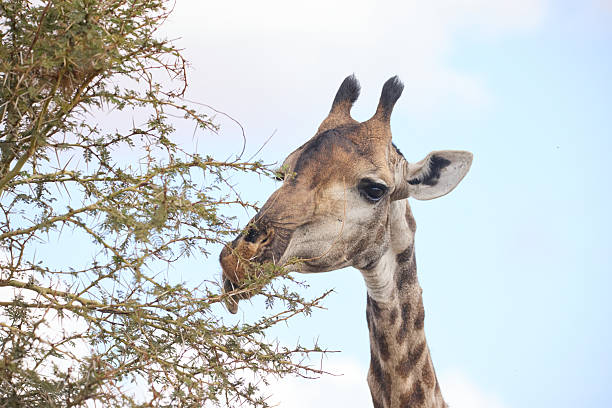 A close up shot of a giraffe head using it’s tongue to eat the leaves off a thorn bush in the savannah