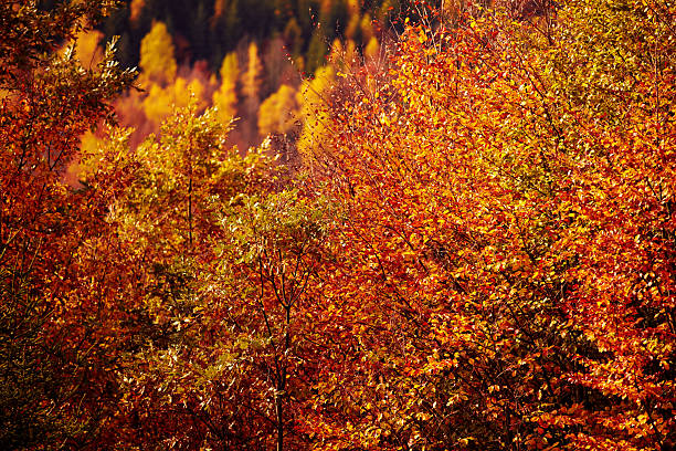Autumn colored trees and countryside landscape scenery.