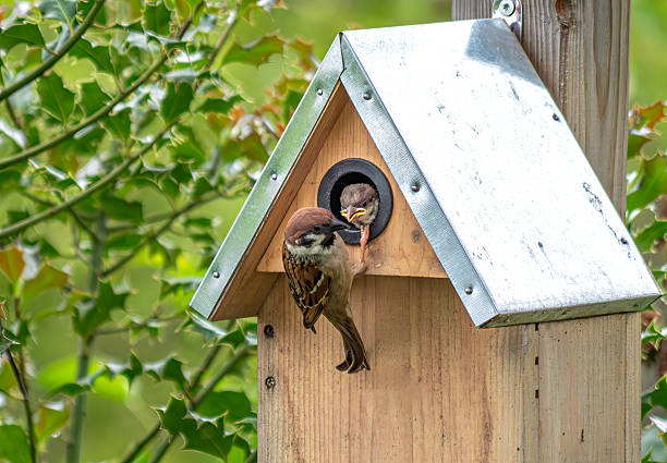 istock Tree sparrow, sparrow feeding young in a nesting box, Bavaria, Germany, Europe 2233651530