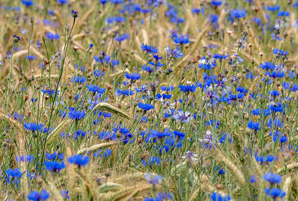 Blue cornflowers (Centaurea cyanus) in a wheat field, Bavaria, Germany, Europe