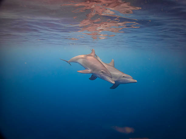 istock Two wild dolphins swim peacefully near the surface in warm clear tropical waters 2233652543