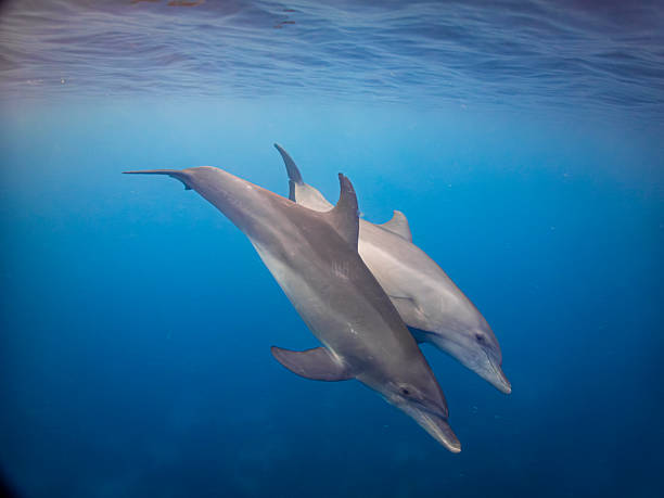 istock Two wild dolphins swim peacefully near the surface in warm clear tropical waters 2233652800