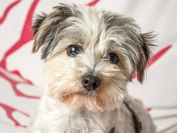Close-up of a Havanese Bichon