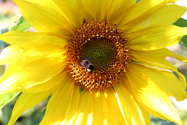A large sunflower flower with a bumblebee pollinating the flower on a sunny summer day - horizontal color photo, close-up