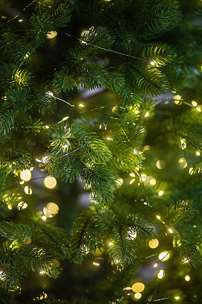 istock Fir tree branches with glowing yellow Christmas light as background 2233656522