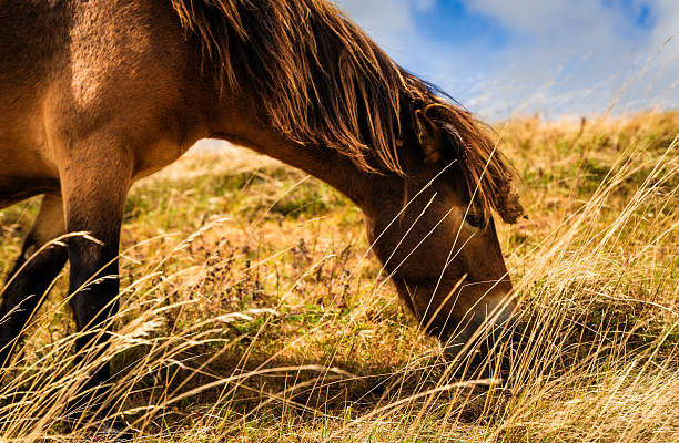 Wild Exmoor ponies grazing on the hillside, with a blue sky and cloudscape beyond.