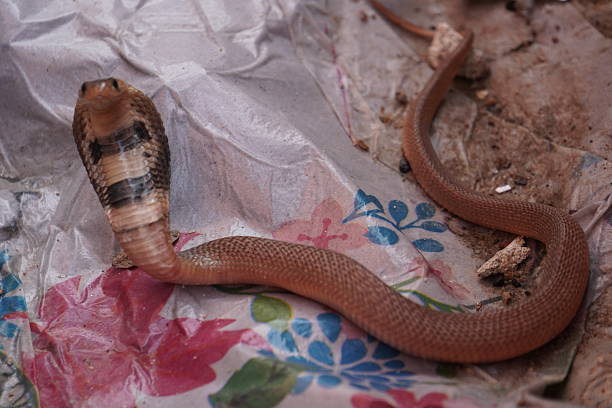 Black racer snake or rat snake coiled ready to strike looking at camera. Shot in Queensland, Australia.