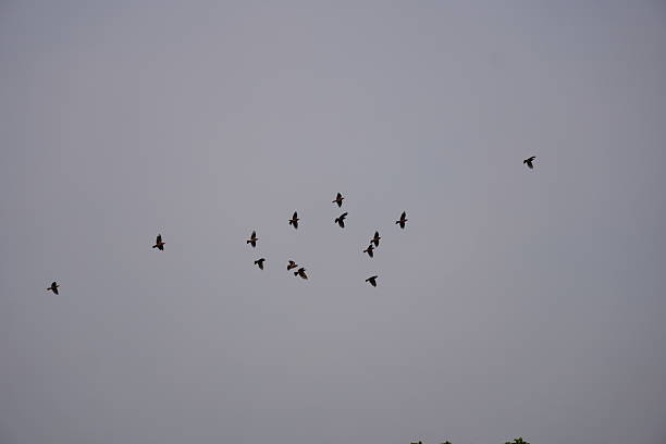 istock Flock of birds flying in formation across empty evening sky 2233657364