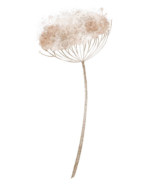 Botanical element with long stem and delicate dried flower head painted by watercolor. Illustration of forest plant on isolated background. Floral art for seasonal decorations, or nature designs.