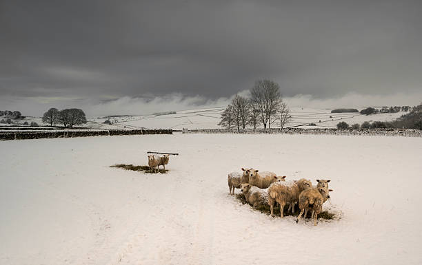 istock Sheep in the Snow, Alstonefield 2233658338