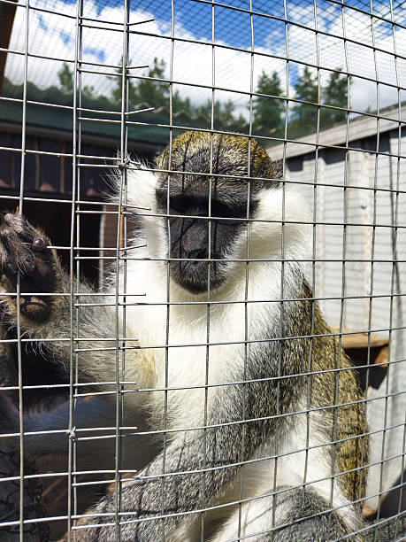 istock Monkey sitting calmly behind a wire enclosure in the afternoon 2233659410