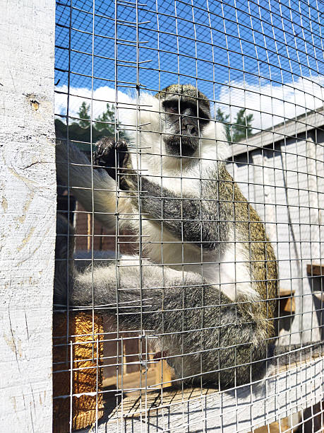 istock Monkey relaxing by the enclosure during a sunny day 2233659413