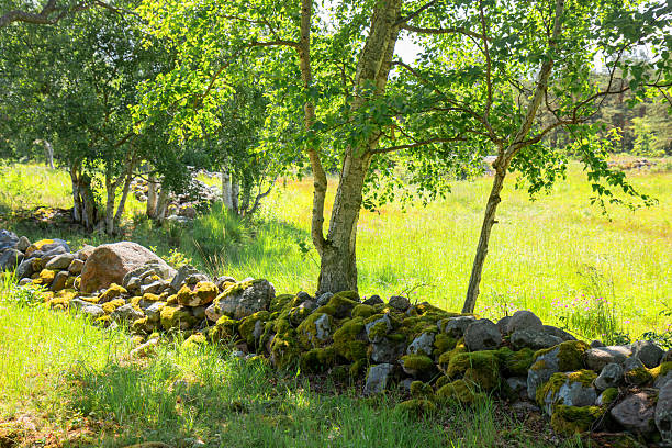 Old stone wall covered with moss, separating a meadow from a field. Rustic rural landscape, northern countryside charm, and peaceful natural scenery