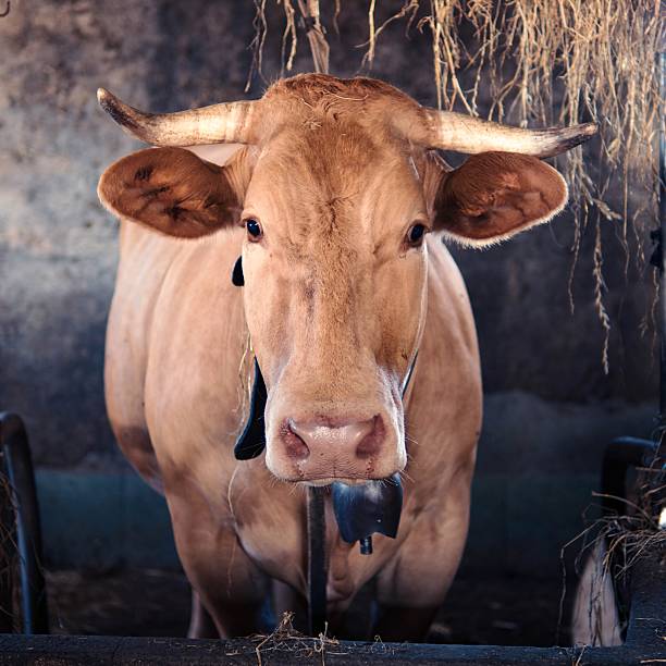 Cow in the Lugo, Galicia, Spain.