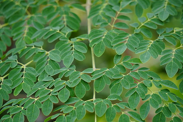 istock Fresh green moringa leaves background 2233660914