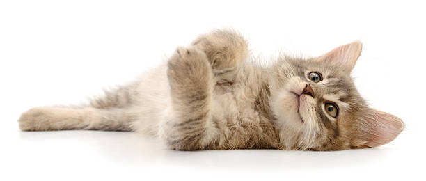 istock Fluffy gray kitten lying on back isolated on white background 2233661341