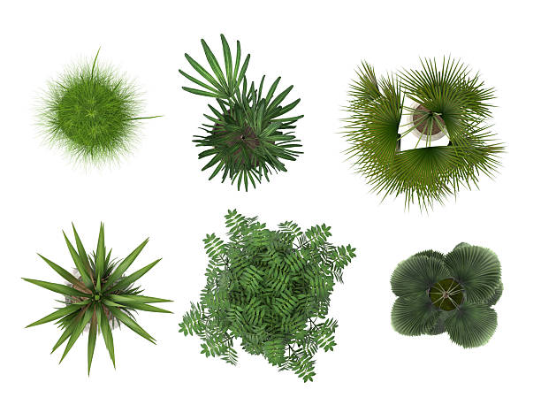 istock Houseplants in pots on a white background 2233661681