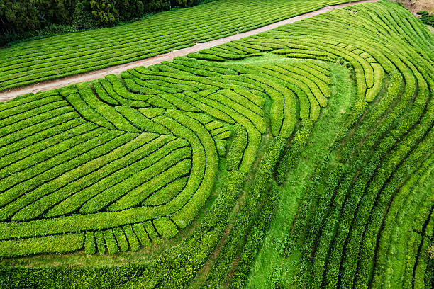 istock Vibrant Green Tea Plantation Aerial 2233662045