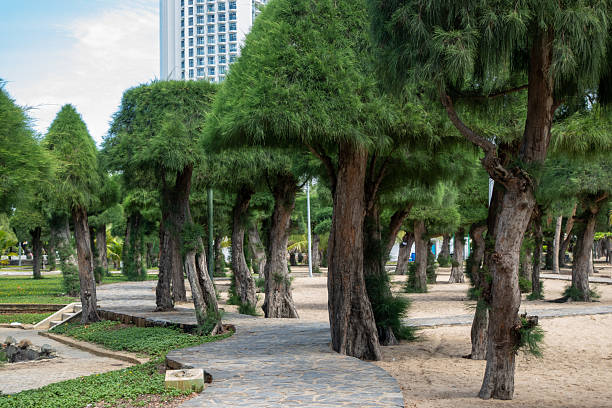 Curved stone pathway lined with uniquely shaped green trees in a landscaped urban park