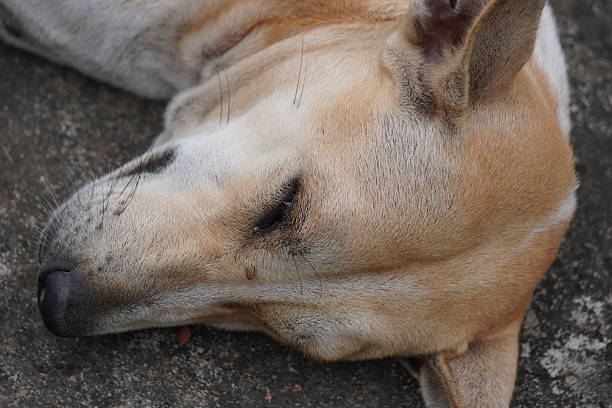 A content dog peacefully resting on a warm surface, perfect for portraying relaxation and tranquility. Captured up-close outdoors, this image exudes calmness and comfort.