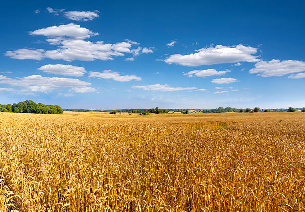 Beautiful summer sunset over wheat fields